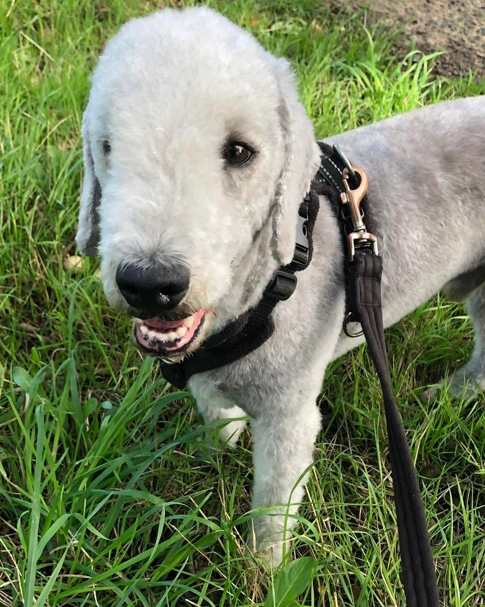 White Bedlington Terrier on a lead in the grass