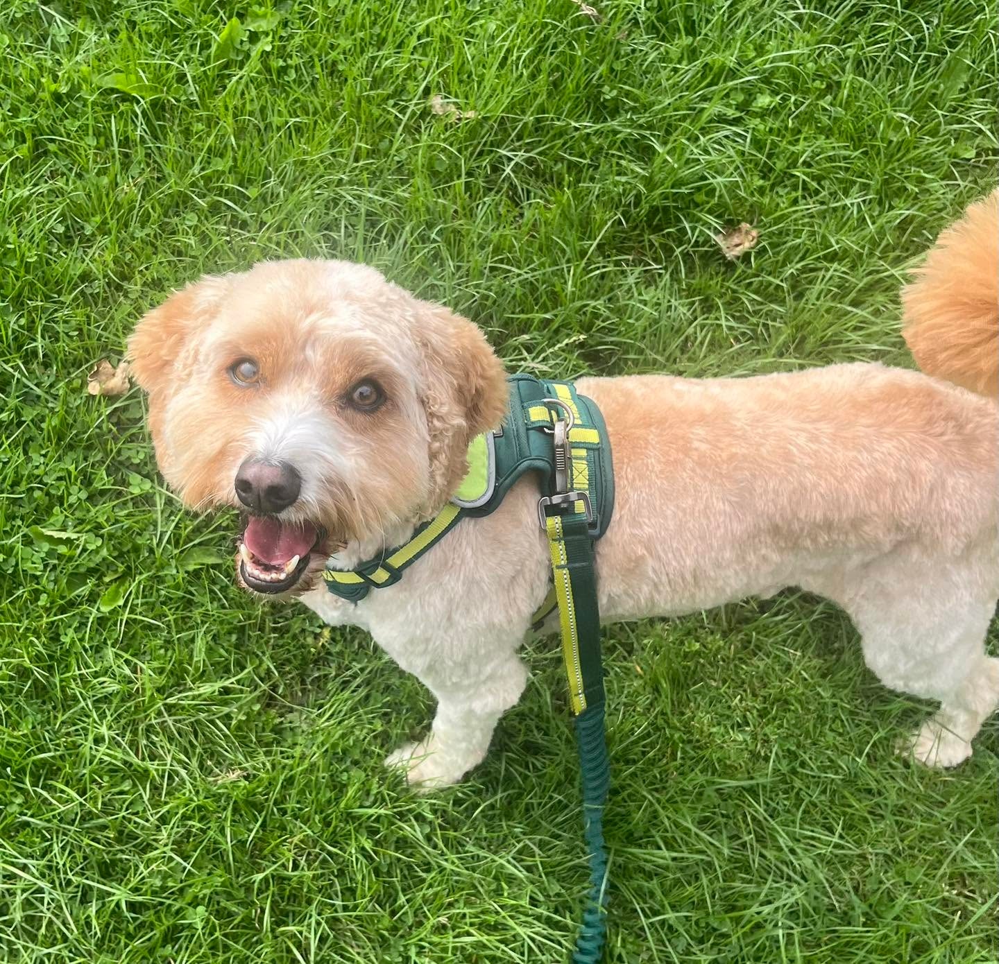 Happy golden cockapoo in a green harness on a walk