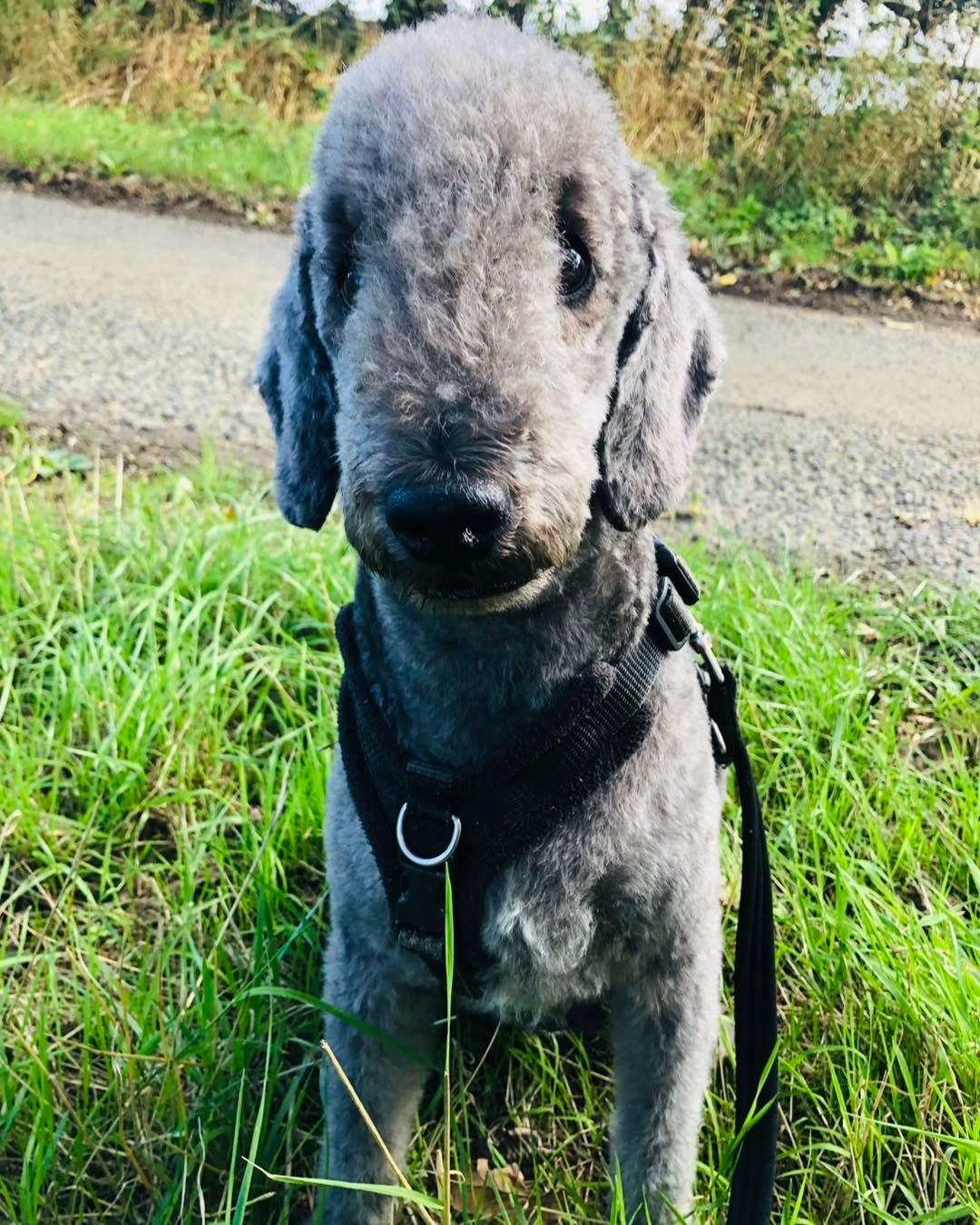 Grey Bedlington Terrier sitting on a country lane