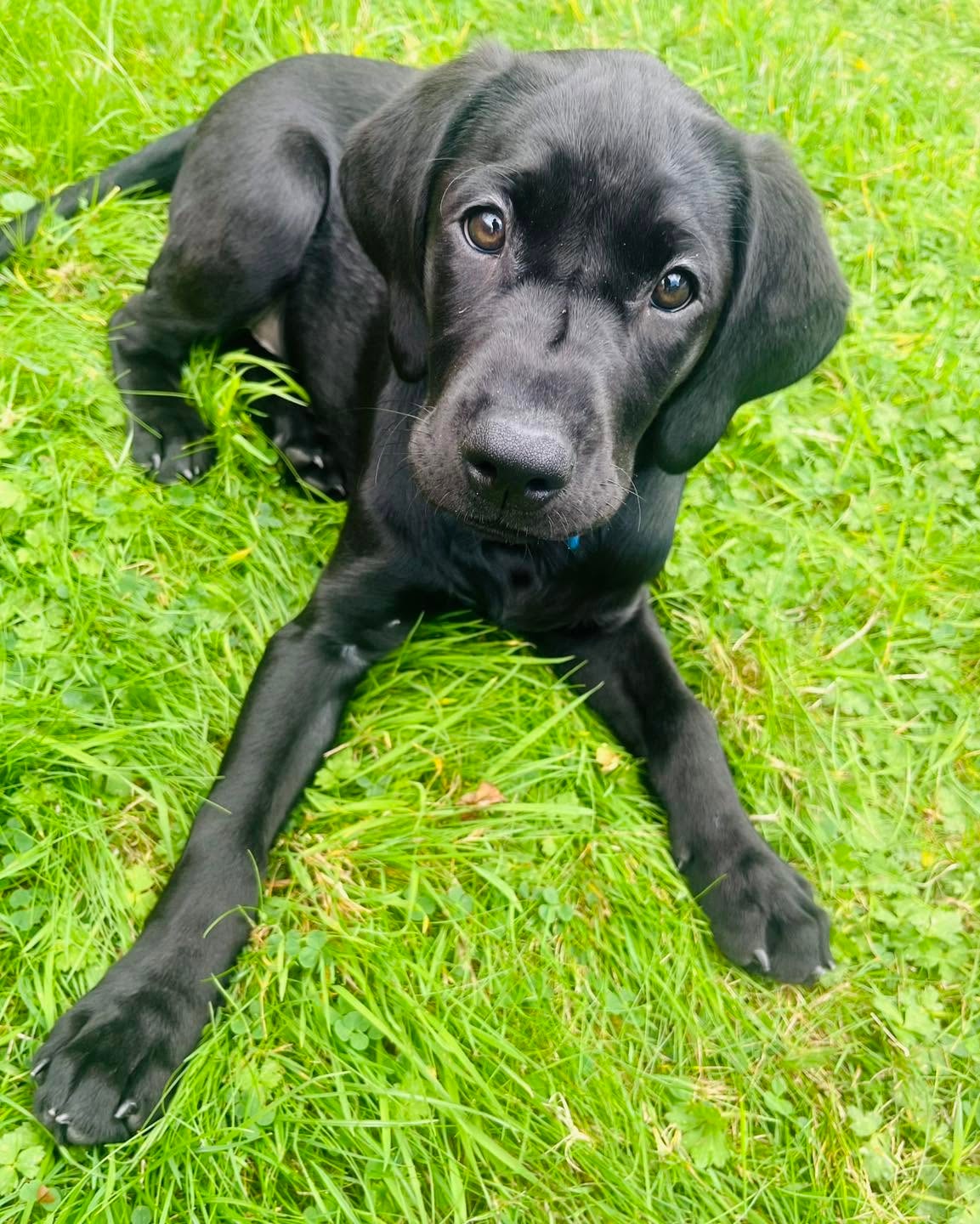 Black Labrador puppy lying on the grass