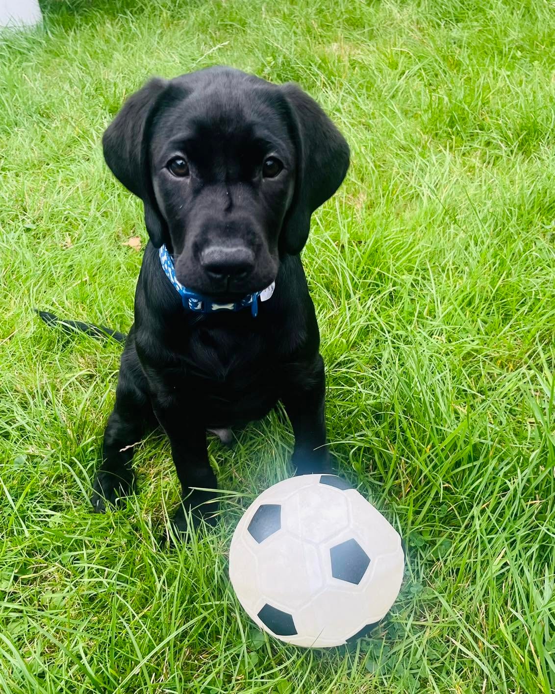Black Labrador puppy sitting with a football on the grass