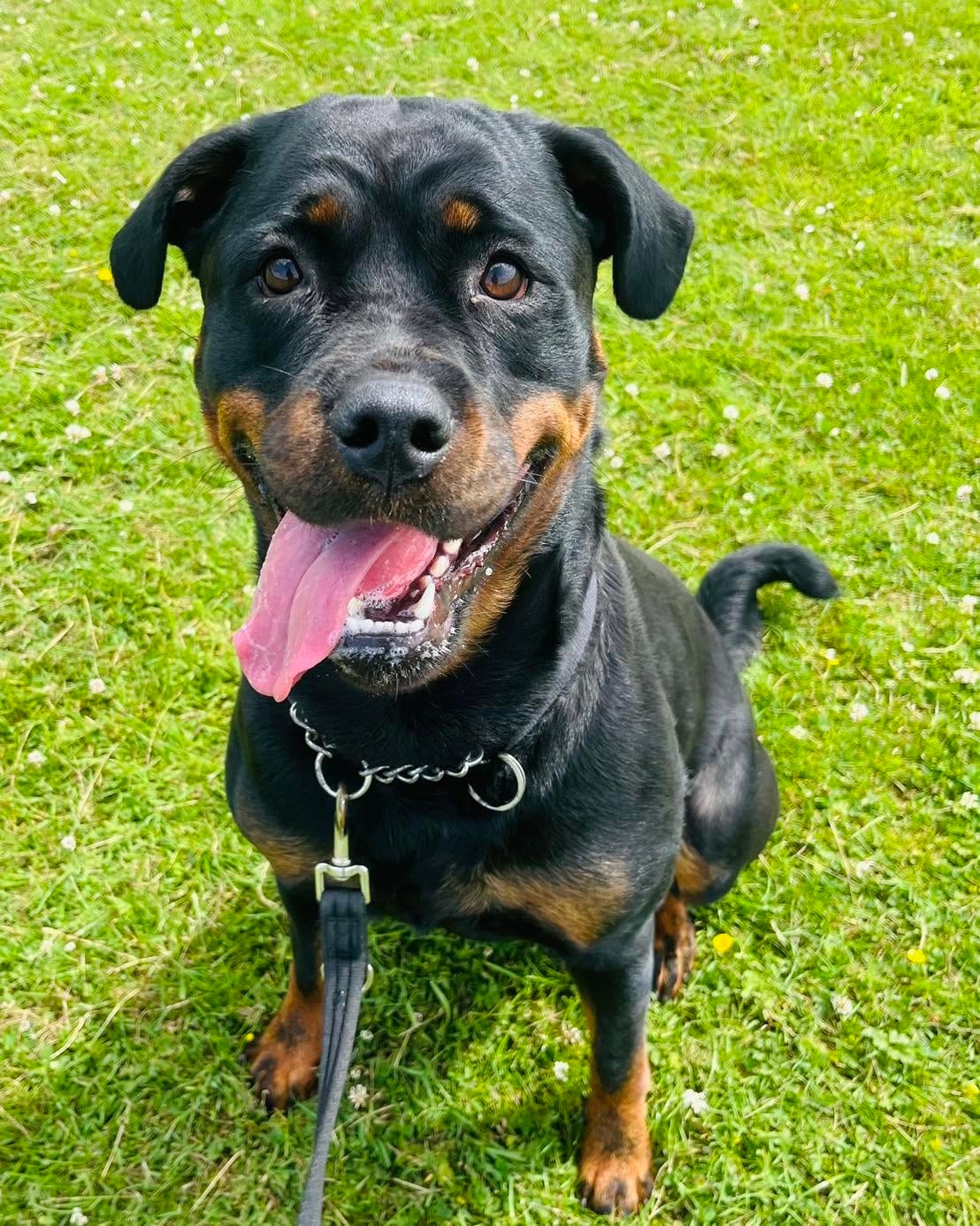 Happy Rottweiler sitting on grass on a walk
