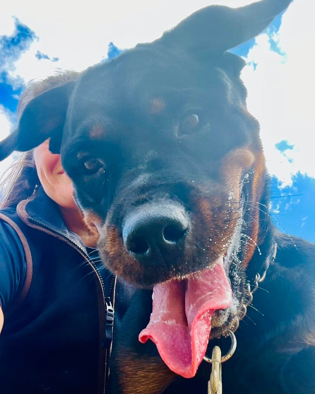 Playful dog close up with tongue out on a walk