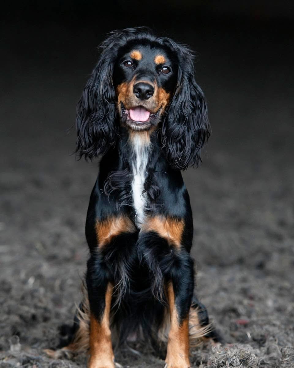 Beautiful black and tan Cavalier King Charles Spaniel portrait