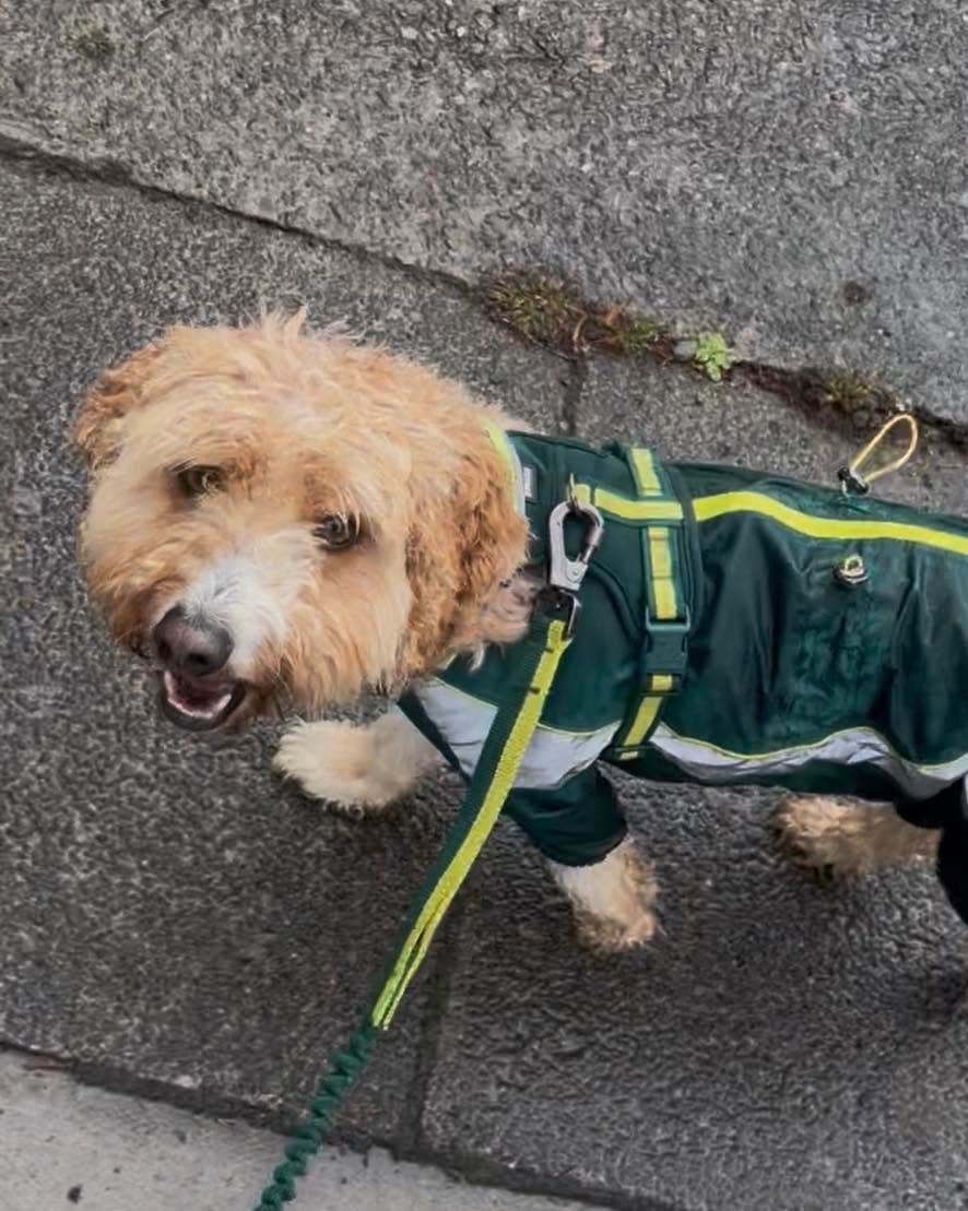 Fluffy golden doodle in a green hi-vis coat on a walk