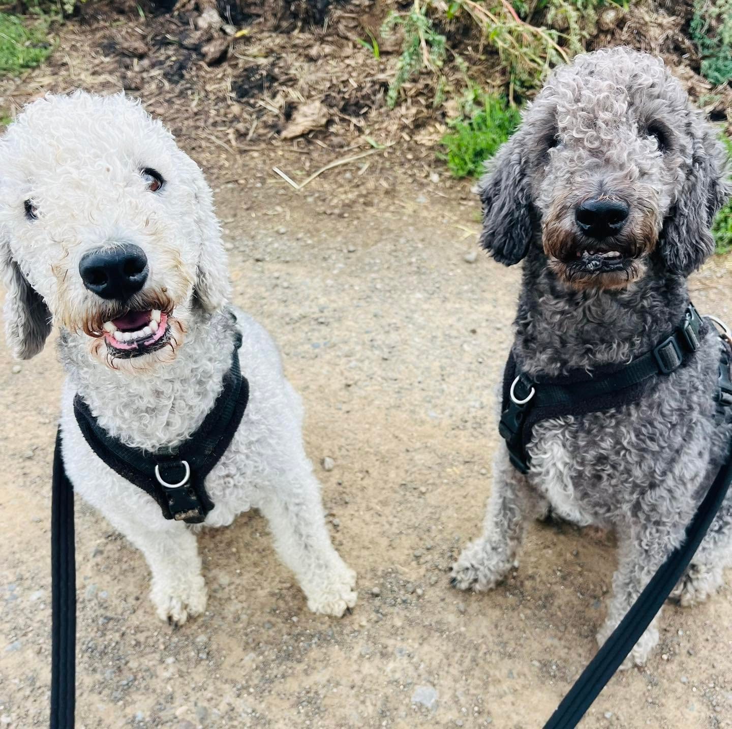 Two curly-haired dogs on a muddy trail walk
