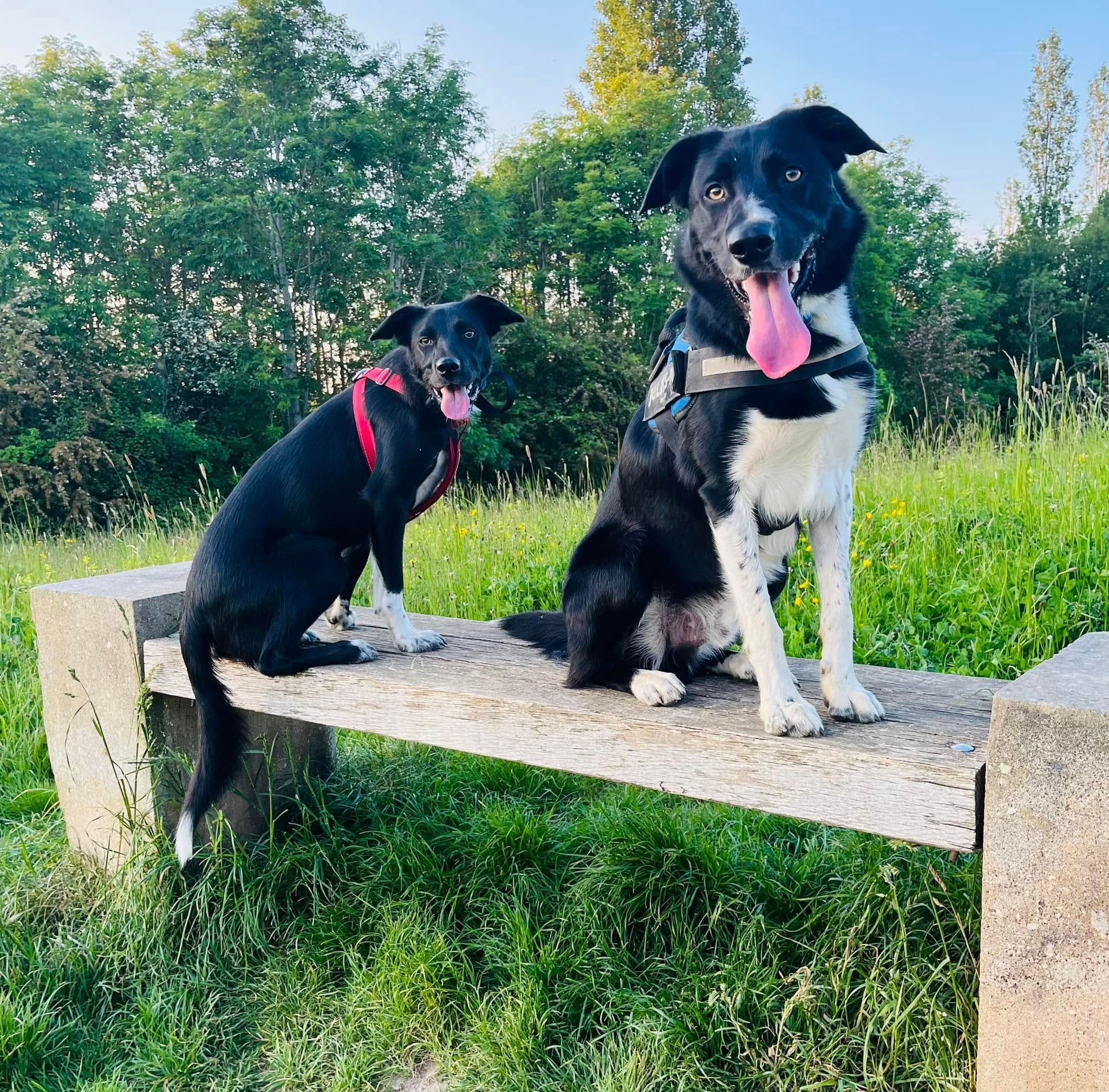 Group Walks