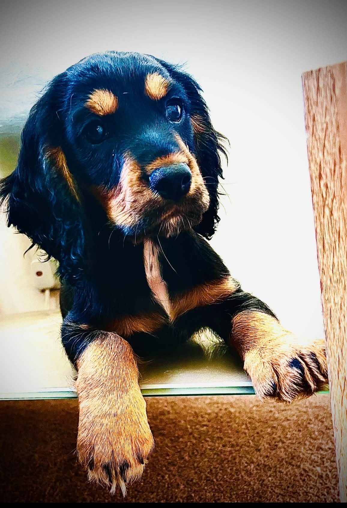 Puppy Visits
